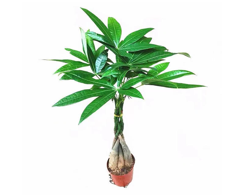 辮子發(fā)財(cái)樹(shù)